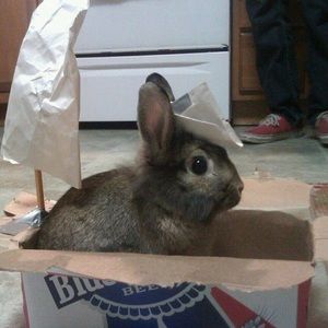 Meet your Posher, Noah